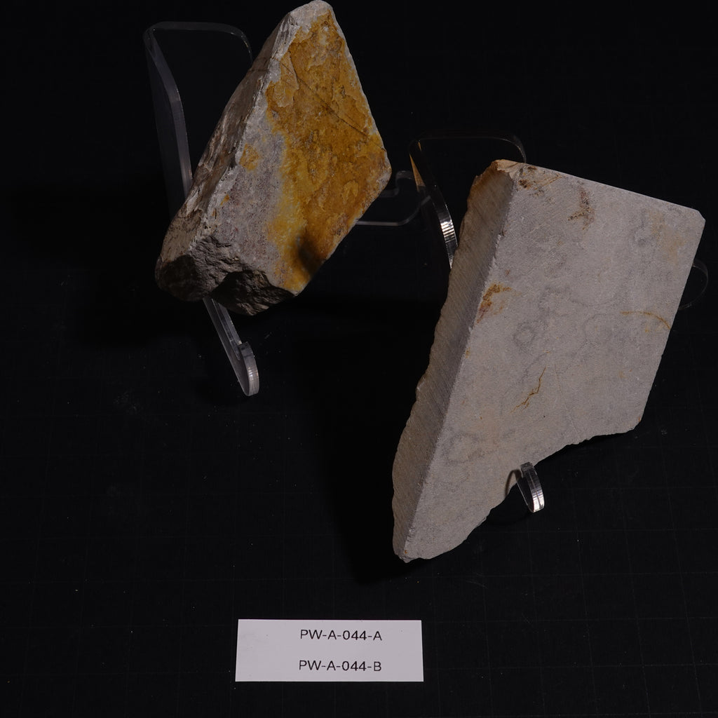 Ushiyama - Unconfirmed - 154g, 179g